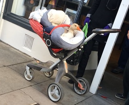 Revealed: The East Glos connection to Cheltenham’s goose in a pram